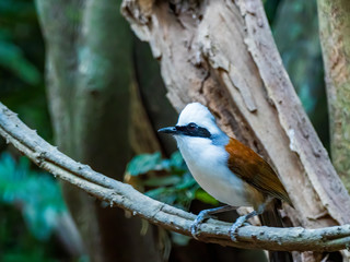 The White-crested Laughingthrush (Garrulax leucolophus) is named after its characteristic white hood and raised crest. It is also easily recognizable due to its broad and elongated black eye-mask.