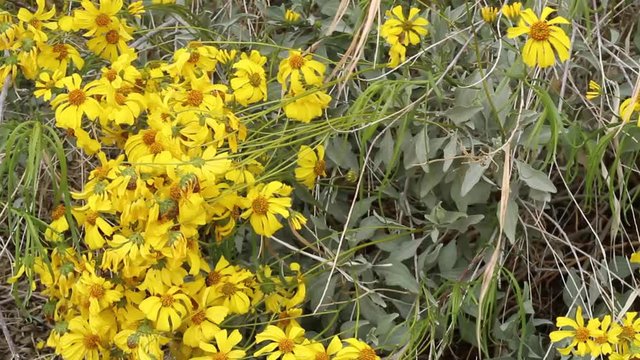 Encelia Farinosa, BrittleBush, native plant in the margins of Twentynine Palms, Southern Mojave Desert, Asteraceae, Springtime.