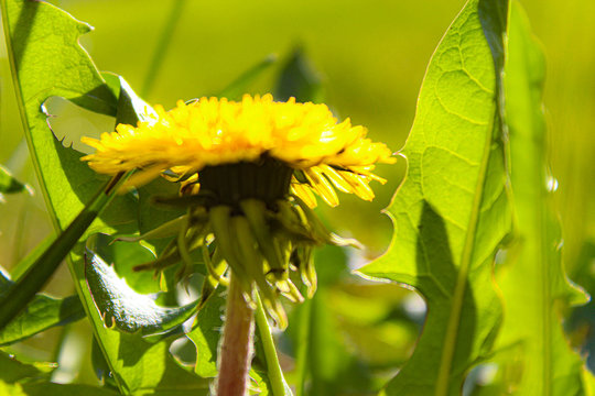 Flor De Color Amarillo Con Pasto De Fondo 