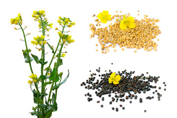 Set of rapeseed plants with yellow flowers and seeds. Yellow mustard plant. Set canola seeds and fresh canola flowers isolated on white background. Canola flower and canola isolated on white.