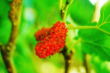 The mulberry fruit hangs from a mulberry branch