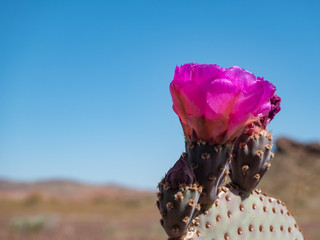 Bright pink beavertail cactus flower, Opuntia basilaris, in Mojave Desert.
