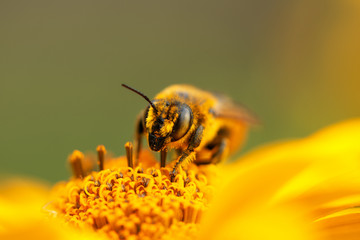 .Bee and flower. Close up of a large striped bee collecting pollen on a yellow flower on a Sunny...
