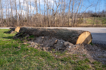 old log stump in the forest during blue sky background