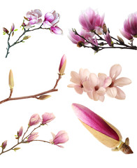 pink magnolia flower bulb