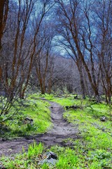 Hiking Trails in Oquirrh, Wasatch, Rocky Mountains in Utah early spring with leaves. Backpacking, biking, horseback through trees in the Yellow Fork and Rose Canyon by Salt Lake City. United States of