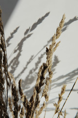Ear of golden rye with shadows on a white surface close up