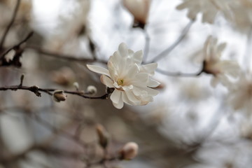 White Magnolia flowers in spring season.
