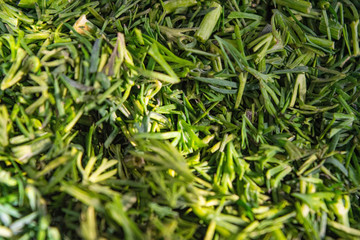 Cut dill surface texture. Close up. Background image.