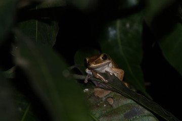 a frog is hunting at night