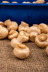 Young mushrooms in a blue plastic tray and young mushrooms scattered on a background of coarse homespun fabric. Close up.
