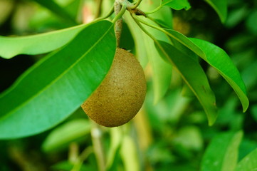 Close up of renxinguo, it's a delicious fruit