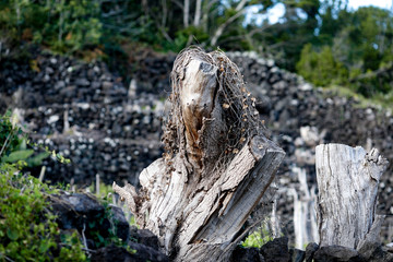 old stump in the forest