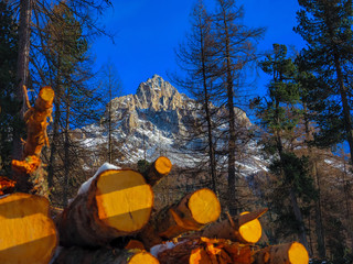 Holzstapel am Fuss des Latemar in den Dolomiten