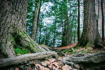 tree in the forest