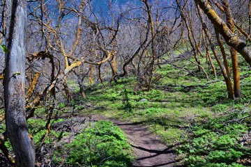 Hiking Trails in Oquirrh, Wasatch, Rocky Mountains in Utah early spring with leaves. Backpacking, biking, horseback through trees in the Yellow Fork and Rose Canyon by Salt Lake City. United States of