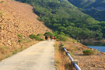 16 Nov 2008 the Island Reservoir, Sai Kung, Hong Kong.