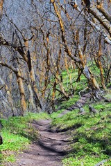 Hiking Trails in Oquirrh, Wasatch, Rocky Mountains in Utah early spring with leaves. Backpacking, biking, horseback through trees in the Yellow Fork and Rose Canyon by Salt Lake City. United States of