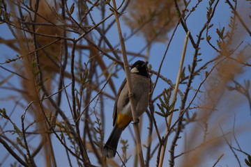 White eared bulbul Pycnonotus leucotis, a bird perched on a cane in the Al Azrak reserve in Jordan and singing a mating song to lure a partner and build a nest. settled species and tourist attraction.