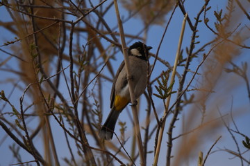 White eared bulbul Pycnonotus leucotis, a bird perched on a cane in the Al Azrak reserve in Jordan and singing a mating song to lure a partner and build a nest. settled species and tourist attraction.