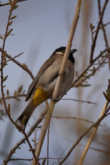 White eared bulbul Pycnonotus leucotis, a bird perched on a cane in the Al Azrak reserve in Jordan and singing a mating song to lure a partner and build a nest. settled species and tourist attraction.