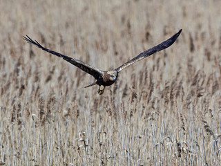 Western marsh harrier (Circus aeruginosus)