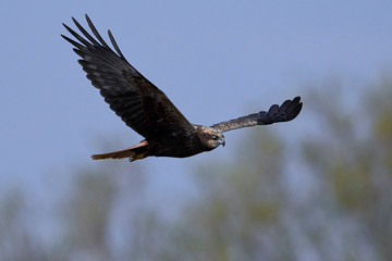 Western marsh harrier (Circus aeruginosus)