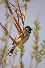 White eared bulbul Pycnonotus leucotis, a bird perched on a cane in the Al Azrak reserve in Jordan and singing a mating song to lure a partner and build a nest. settled species and tourist attraction.