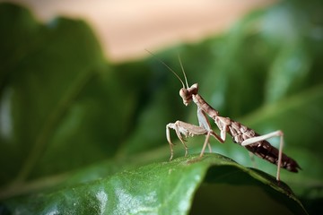 Praying Mantis on Green Background