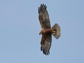 Western marsh harrier (Circus aeruginosus)