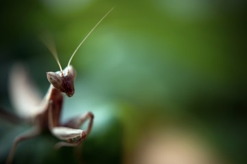 Praying Mantis on Green Background