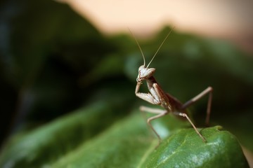 Praying Mantis on Green Background
