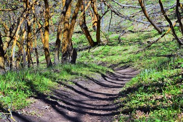 Hiking Trails in Oquirrh, Wasatch, Rocky Mountains in Utah early spring with leaves. Backpacking, biking, horseback through trees in the Yellow Fork and Rose Canyon by Salt Lake City. United States of