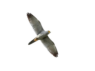 Grey kestrel (Falco ardosiaceus)