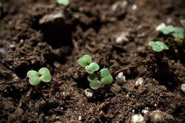 Garden Rockets Sprouts on the Soil