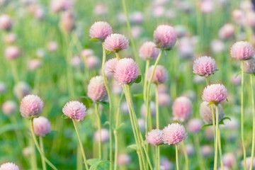 pink spring flower in soft green garden nature background