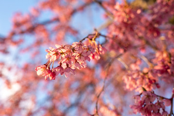 Fototapeta premium Beautiful Isolated Pink Flowers in a Blue Sky Background