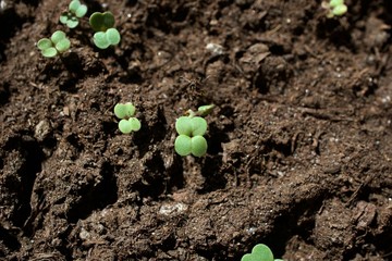 Garden Rockets Sprouts on the Soil