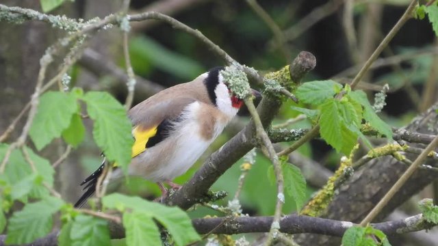 Stieglitz&nbsp;(Carduelis carduelis)
