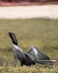 anhinga 