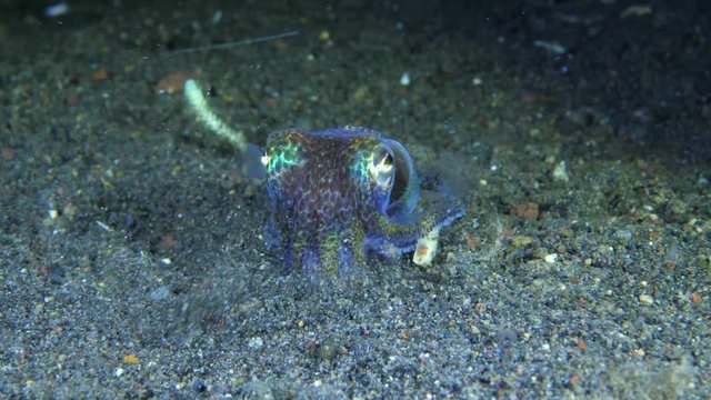 Berry's bobtail squid - Euprymna berryi is buried in the sand. Macro underwater video 4k. Diving in Bali.