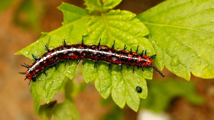 Colorful fire caterpillar with raindrops on green leaves