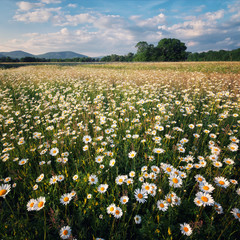 chamomile field flowers. blooming meadow chamomilles