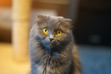 Gray british longhair cat portrait.