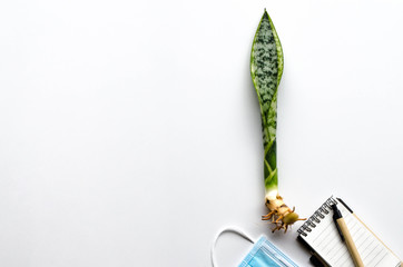Sansevieria and working stuff on white background