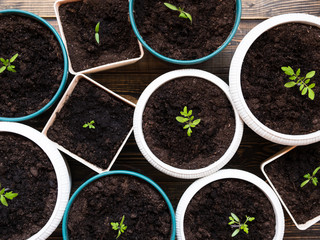 Young tomato sprouts in a pots.