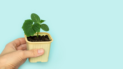 Seedling green sprout of cucumber with leaves in a yellow pot on a blu background. New life, birth. Plant growing. Copy space.