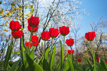 Spring red tulips blossom blooming. Red tulips garden in spring park.