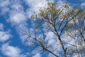 Upward view of treetop with cloudy blue sky background