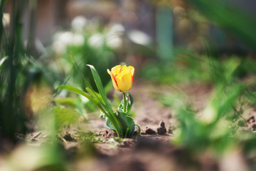 one beautiful yellow tulip in the garden